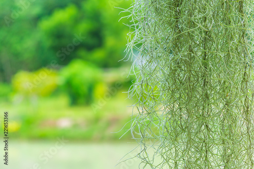 The Spanish Moss curtians green background