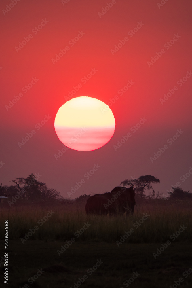 Elephants roaming during sunset in Chobe National Park, Botswana Elephants roaming during sunset in Chobe National Park, Botswana