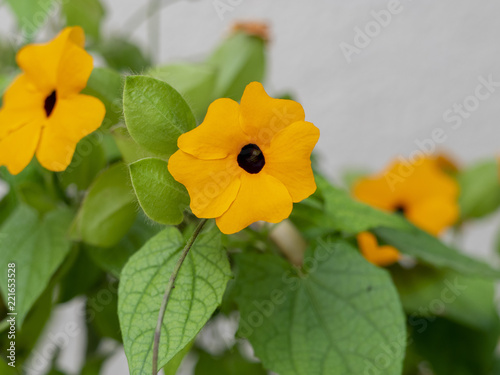 фотографія Thunbergia alata