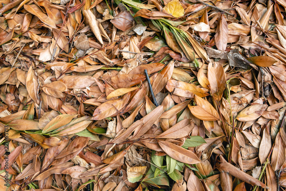Full screen image with fallen leaves and twigs Full screen image with fallen leaves and twigs