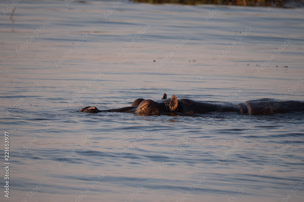 Fototapeta premium Hippos in Chobe River, Botswana
