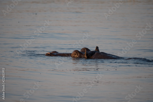 Hippos in Chobe River, Botswana © hyserb