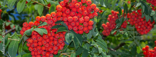 banner red mountain ash on the branches of a tree.