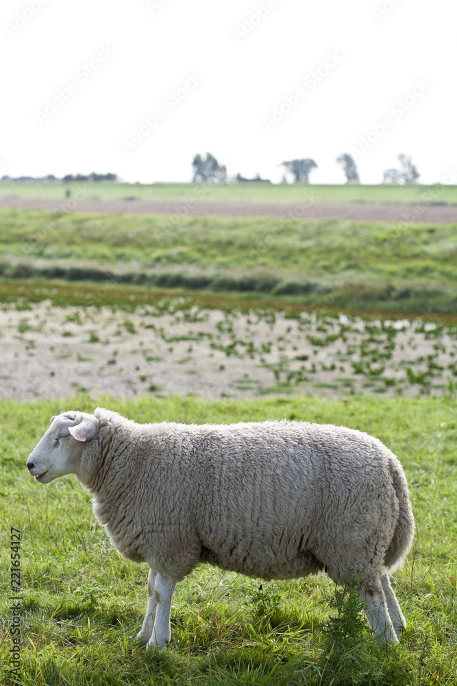 Obraz premium dreaming sheep