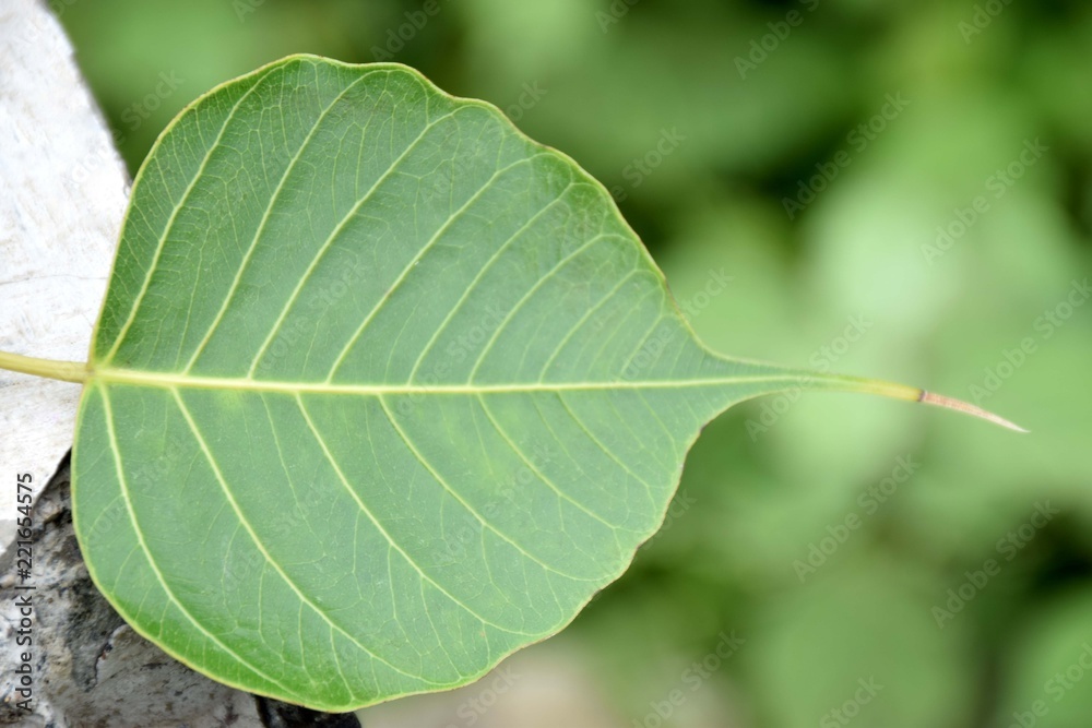 leaf on green background leaf on green background