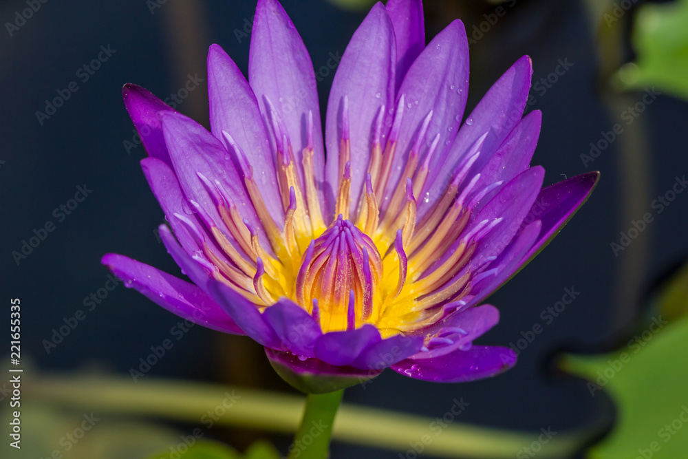 The appearance of a purple lotus flower is a beautiful The appearance of a purple lotus flower is a beautiful