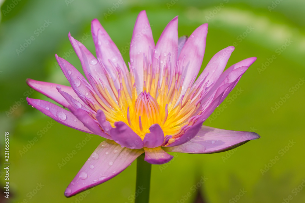 The appearance of a purple lotus flower is a beautiful The appearance of a purple lotus flower is a beautiful