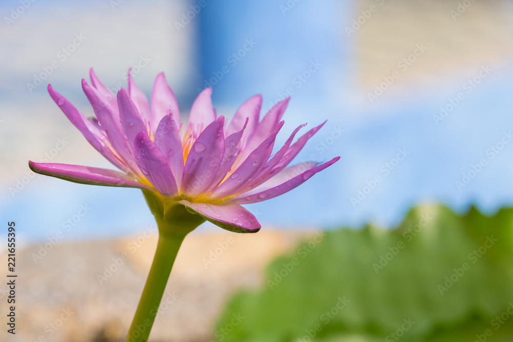 The appearance of a purple lotus flower is a beautiful