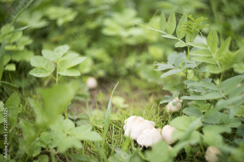 White mushrooms at small glade in the foliage surroundings