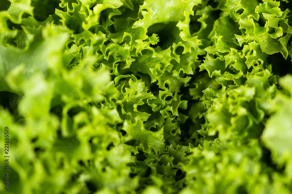 close up view of curvy lettuce leaves close up view of curvy lettuce leaves