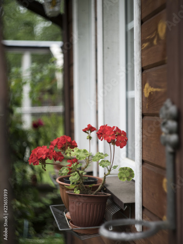 Red geranium in the pot at the window in the village