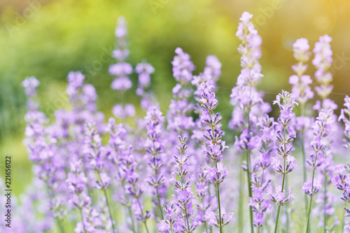 Fototapeta Naklejka Na Ścianę i Meble -  Lavender flower blooming scented field. Bright natural background with sunny reflection. 