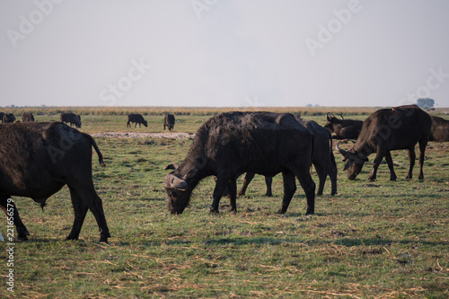 Buffalo in Chobe National Park, Botswana