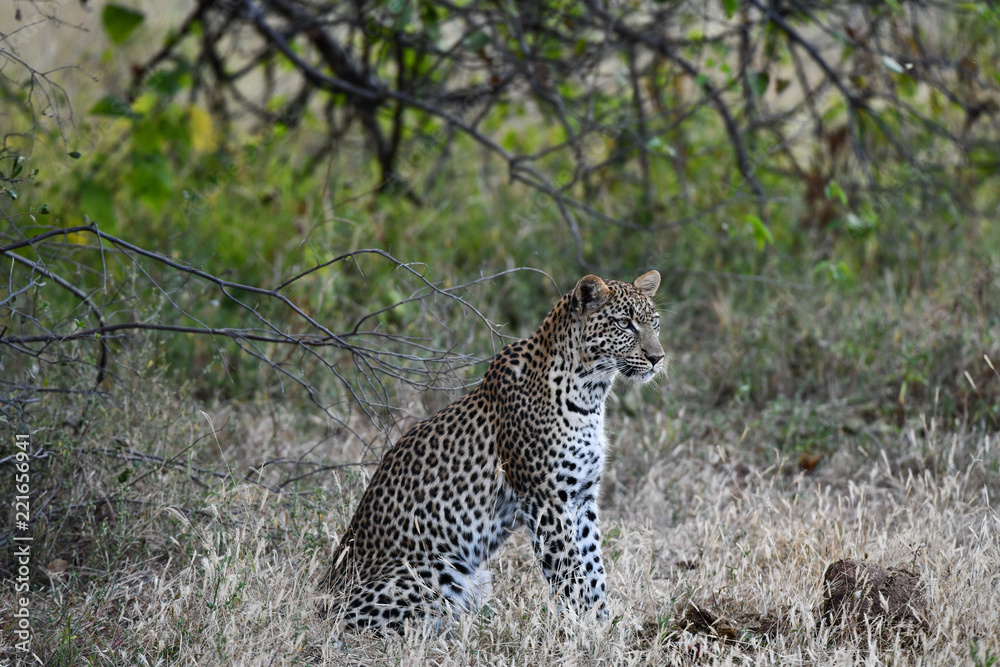 Obraz premium Leopard im Moremi Reserve