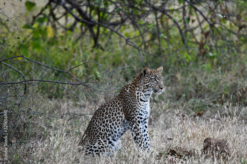 Leopard im Moremi Reserve