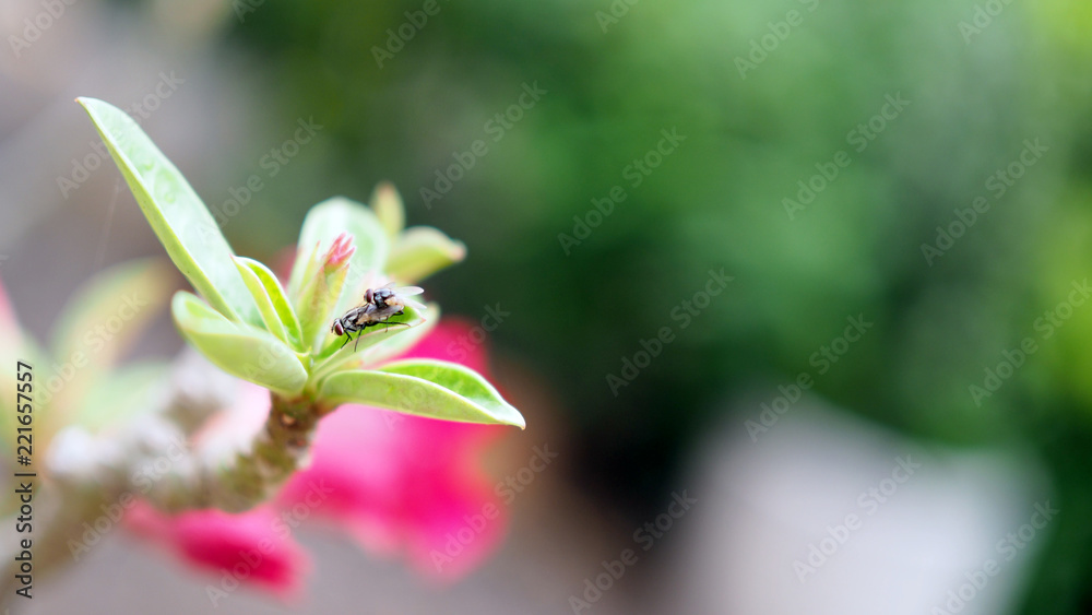 Obraz premium Fly on the leaf.