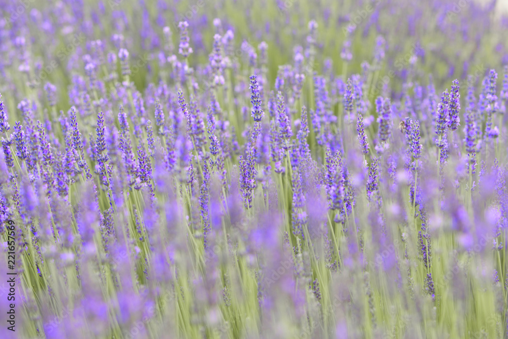 Lavender field aerial view. Purple lavender garden. Spa essential oil of beautiful herbs. Lavender field aerial view. Purple lavender garden. Spa essential oil of beautiful herbs.