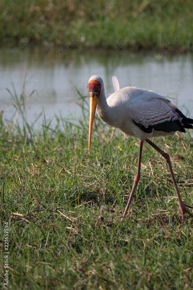 Naklejka premium Yellow Billed Stork in Chobe National Park, Botswana