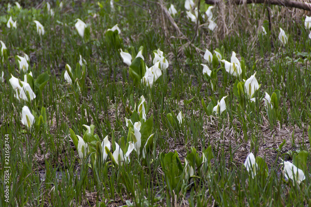 Fototapeta premium 戸隠森林植物園の水芭蕉の群生／長野県長野市