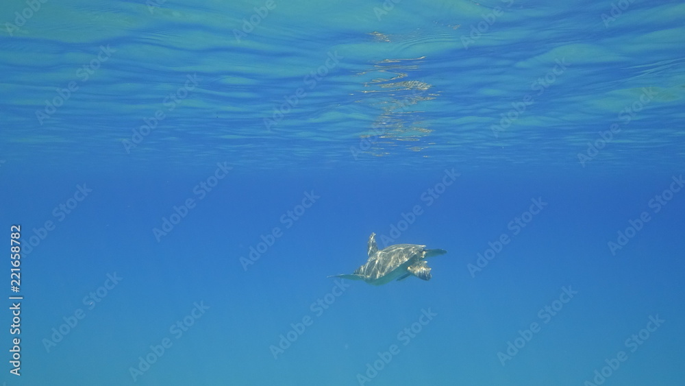 Sea turtle swims in blue sea water aquatic animal underwater photo Sea turtle swims in blue sea water aquatic animal underwater photo