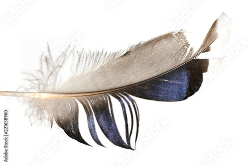 Stampa su tela Feather from magpie bird isolated on white background