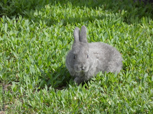 Little rabbit on grass