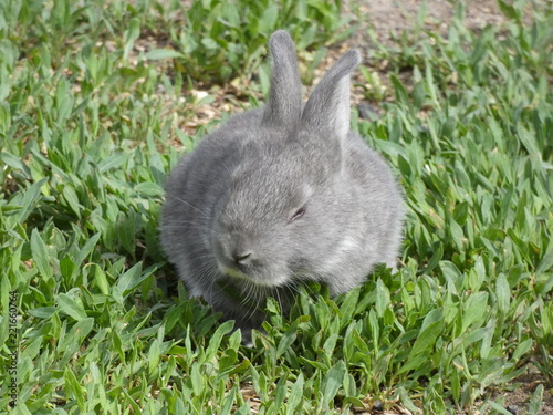 Little rabbit on grass