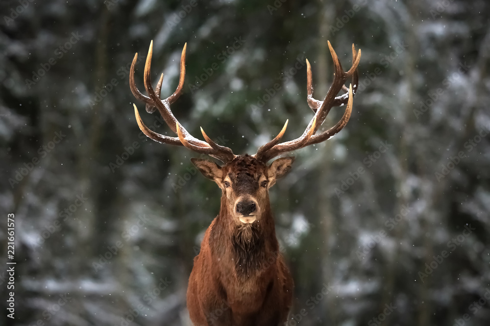 Naklejka premium Szlachetny samiec jelenia w lesie zima śnieg.