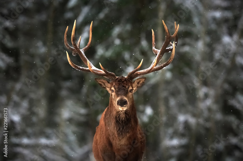 Noble deer male in winter snow forest.