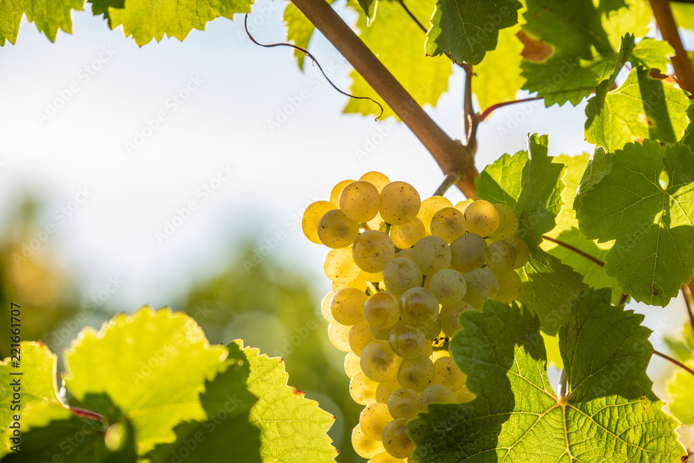 Fototapeta premium ripe white grapes, waiting for harvest