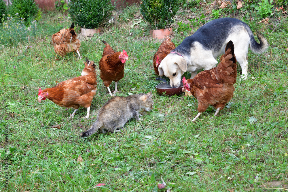 Domestic animals chicken dog and cat eating together as best friend