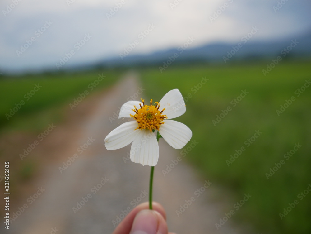 daisy in hand