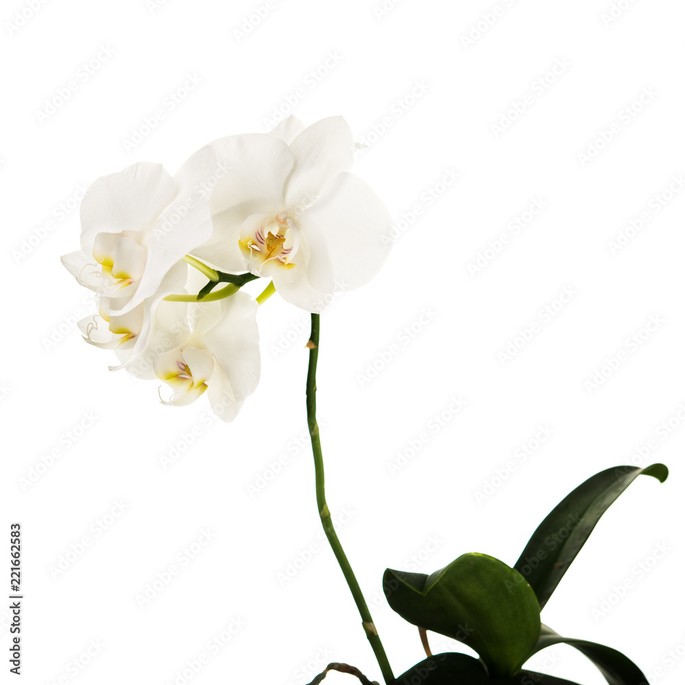 Obraz premium Blooming twig of Phalaenopsis orchid flowers isolated on white background.
