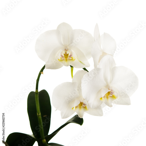 Blooming twig of Phalaenopsis orchid flowers isolated on white background.