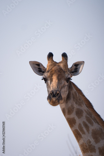 Giraffe in Chobe National Park, Botswana