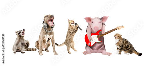 Group of cute funny animals musicians, isolated on white background