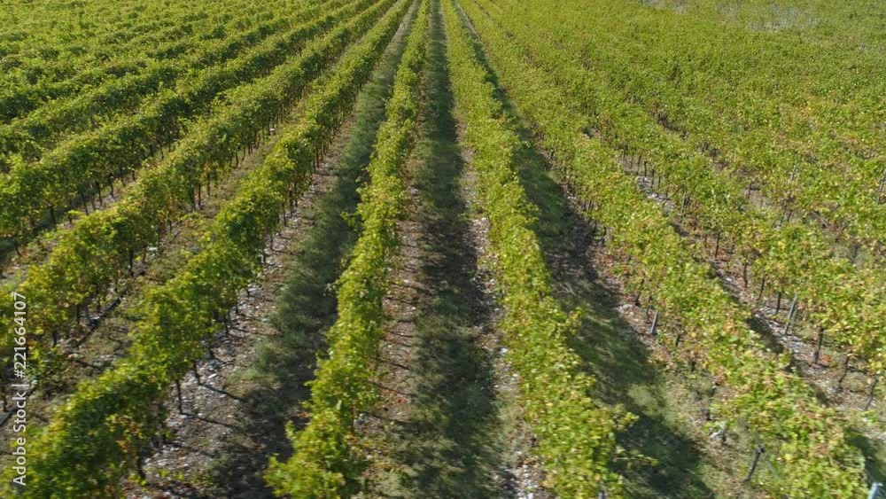 Aerial view of the vineyards fields Aerial view of the vineyards fields
