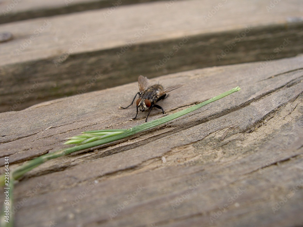Fly and culm of grass on wood in cloudy day, close-up Fly and culm of grass on wood in cloudy day, close-up