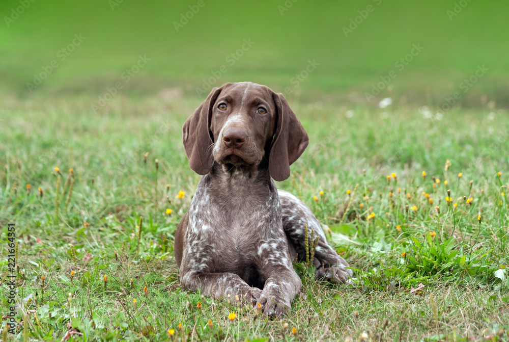 german shorthaired pointer, german kurtshaar one spotted puppy lying on green grass, looking straight into the eyes, intelligent look and sweet dog, in the mouth grass, close-up portrait german shorthaired pointer, german kurtshaar one spotted puppy lying on green grass, looking straight into the eyes, intelligent look and sweet dog, in the mouth grass, close-up portrait
