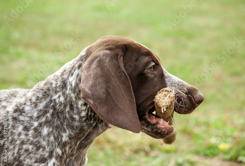 german shorthaired pointer, german kurtshaar one spotted puppy standing on a meadow in profile, holding a stick in his teeth