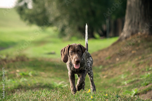 german shorthaired pointer, german kurtshaar one spotted little puppy runs along the grass on the street, a tree trunk and a field on the background, browns color, track, path