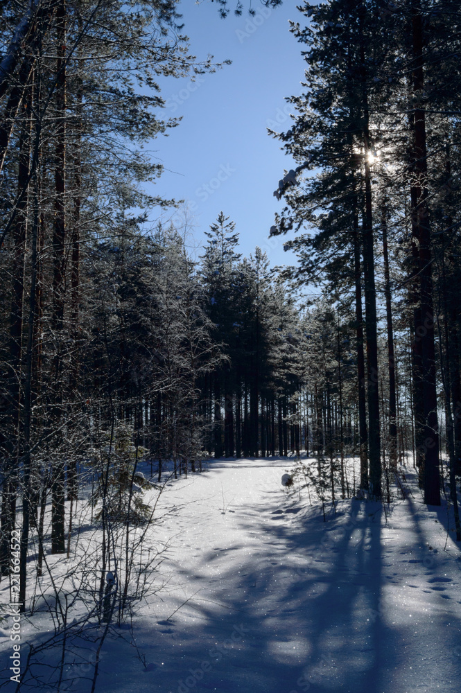 snow covered path in scandinavian winter forest snow covered path in scandinavian winter forest