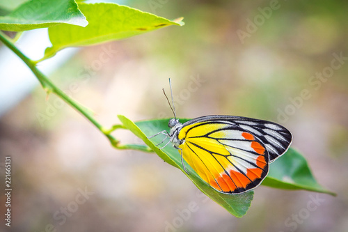 Beautiful butterfly on leaf