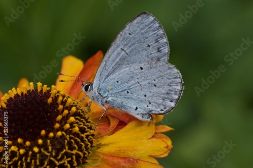 Holly  blue butterfly on  Helenium Short n Sassy © Lester