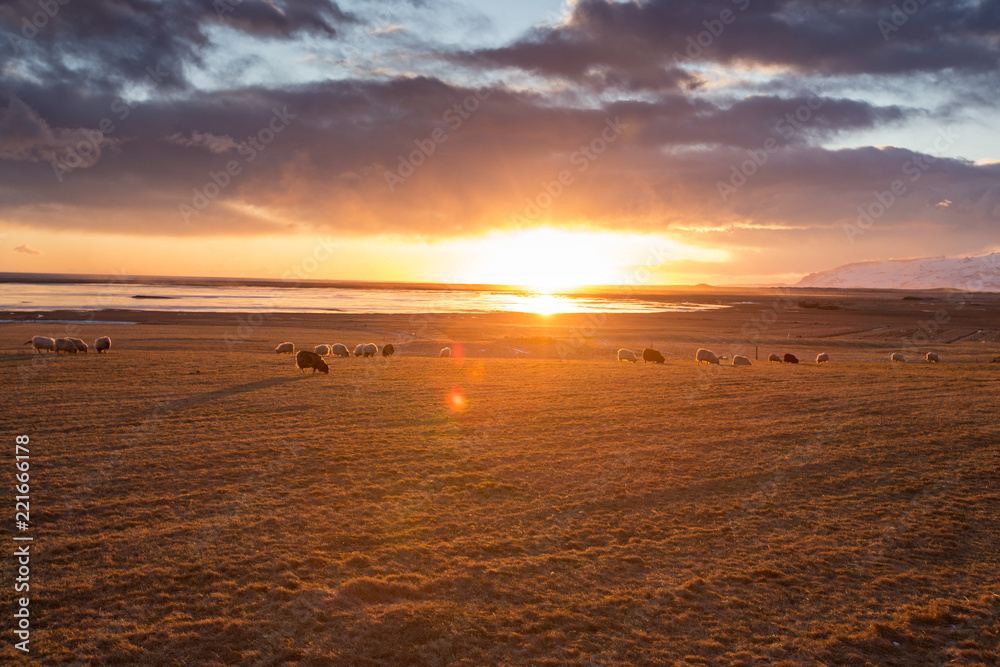 Icelandic sheep during sunset light.