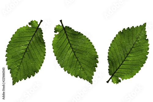 Close up of green leaf isolated on white background