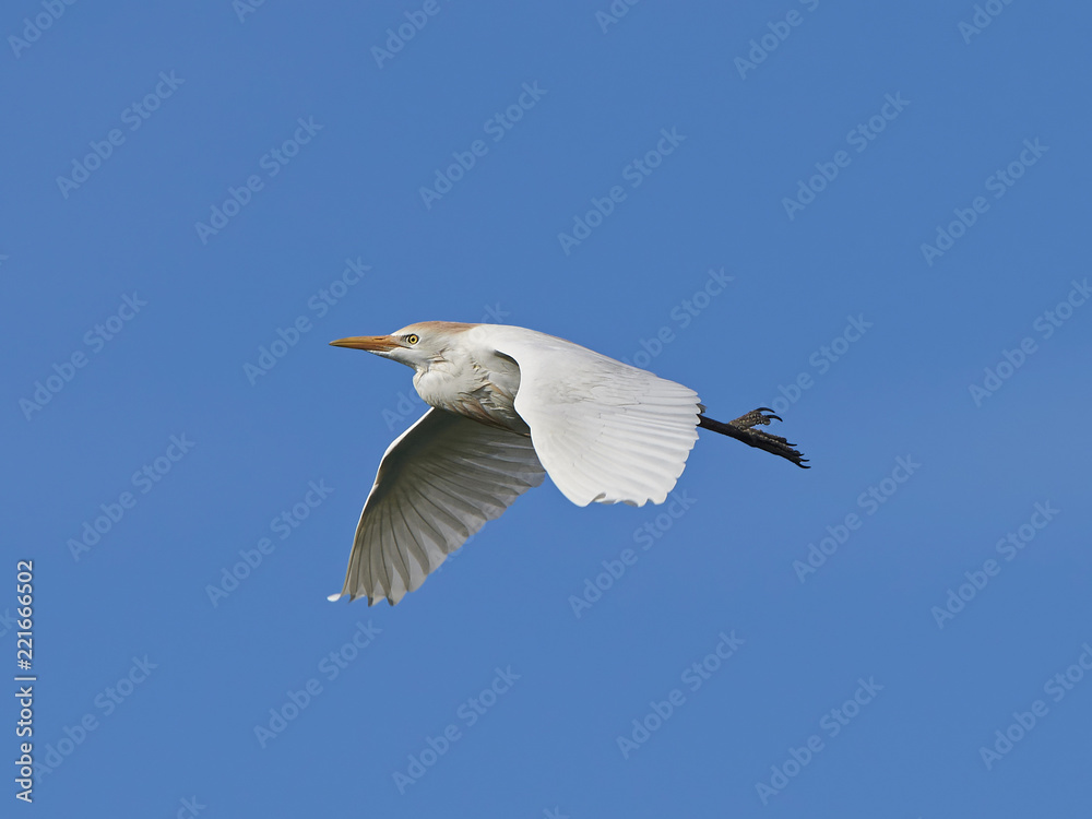Cattle egret (Bubulcus ibis) Cattle egret (Bubulcus ibis)