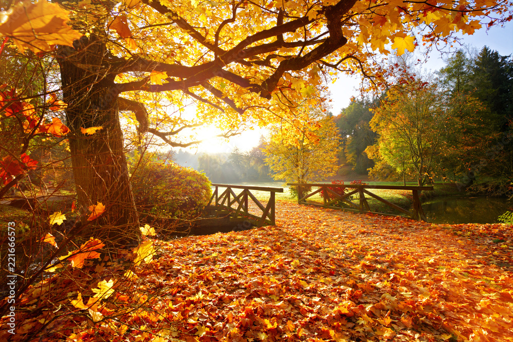 Obraz premium Autumn forest. Beautiful rural scenery.