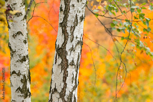 Autumn birch trees with col...
