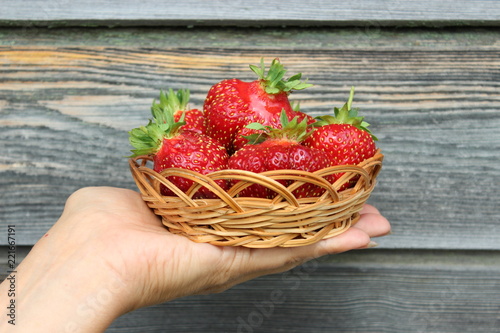 Strawberry in the female palms photo